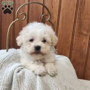 Joy, Havanese Puppy